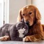 Peli, odori e divani sporchi: 3 trucchi per avere una casa pulita anche con cani e gatti Peli, odori e divani sporchi: 3 trucchi per avere una casa pulita anche con cani e gatti