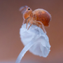 Il Parco Naturale Mont Avic celebra la fauna alpina con la fotografia di Marco Colombo Il Parco Naturale Mont Avic celebra la fauna alpina con la fotografia di Marco Colombo