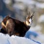 Caccia: Fauna alpina, scontro in Consiglio Valle: Viérin punta il dito sul lupo, AVS chiede più tutele Caccia: Fauna alpina, scontro in Consiglio Valle: Viérin punta il dito sul lupo, AVS chiede più tutele