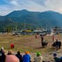 Batailles de Reines: Chatillon, arena da record con 251 bovine; Sirene, Espoire e Bufera conquistano la vittoria