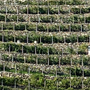 Viticoltura: aperte le iscrizioni per il 34° "Mondial des Vins Extrêmes" 2026 Viticoltura: aperte le iscrizioni per il 34° "Mondial des Vins Extrêmes" 2026