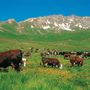 Con Natura 2000 la Petite Patrie difende la montagna partendo dai pascoli Con Natura 2000 la Petite Patrie difende la montagna partendo dai pascoli