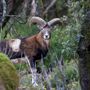 Opportunità di lavoro per la tutela della fauna selvatica in VDA