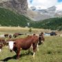 Pubblicato il regolamento del Concorso Modon d'Or 2026 per la migliore Fontina DOP d'Alpeggio Pubblicato il regolamento del Concorso Modon d'Or 2026 per la migliore Fontina DOP d'Alpeggio