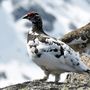 Calendario venatorio Valle d'Aosta: la Lipu chiede lo stop alla caccia per le specie alpine fragili