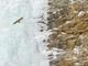 Michele Remonti si aggiudica il primo premio del XIX concorso fotografico Minimal - Il minimalismo nella fotografia naturalistica di Fondation Grand Paradis