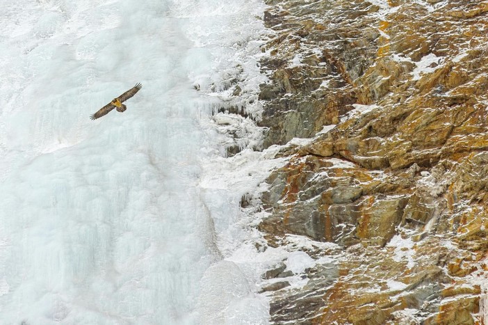 Michele Remonti si aggiudica il primo premio del XIX concorso fotografico Minimal - Il minimalismo nella fotografia naturalistica di Fondation Grand Paradis