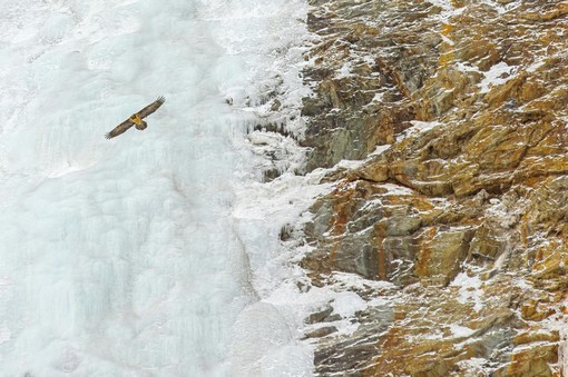 Michele Remonti si aggiudica il primo premio del XIX concorso fotografico Minimal - Il minimalismo nella fotografia naturalistica di Fondation Grand Paradis