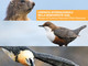 Valle d'Aosta: la biodiversità al centro degli eventi estivi Valle d'Aosta: la biodiversità al centro degli eventi estivi
