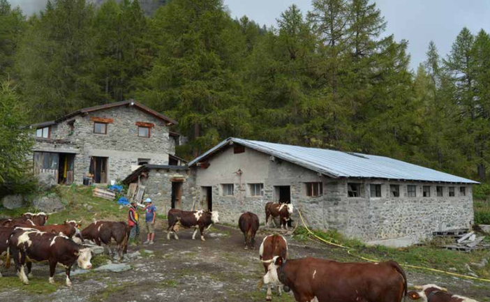 Monticazione 2025: dichiarazioni online a partire dal 31 maggi