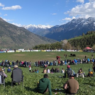 Batailles de Reines: Trionfo di corna e passione nella Coumba Freida