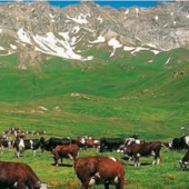Custodi della Terra: la Valle d’Aosta racconta con uno scatto chi difende la montagna ogni giorno Custodi della Terra: la Valle d’Aosta racconta con uno scatto chi difende la montagna ogni giorno