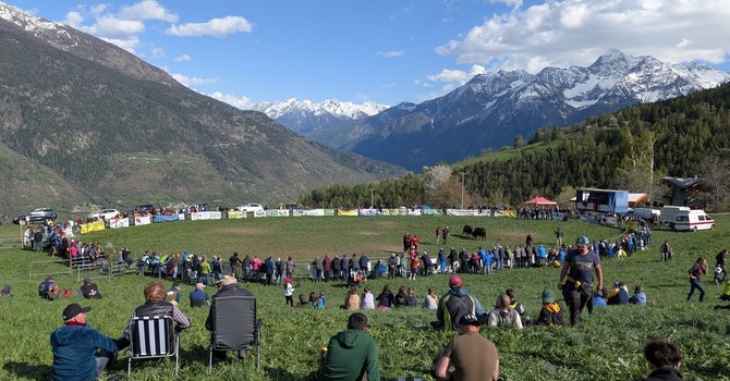 Batailles de Reines: Trionfo di corna e passione nella Coumba Freida
