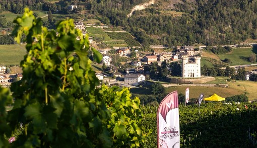 Il vino come voce della terra: dalla vite all’esperienza sensoriale