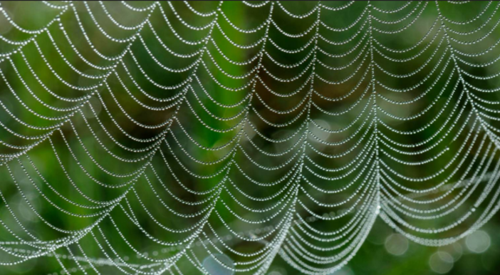 Il Parco Naturale Mont Avic e l’Università della Valle d’Aosta organizzano Biomimesi: la soluzione che arriva dalla natura Il Parco Naturale Mont Avic e l’Università della Valle d’Aosta organizzano Biomimesi: la soluzione che arriva dalla natura