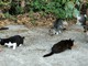 Gestione dei gatti del territorio e delle colonie feline