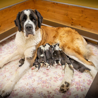 Plume du Grand St. Bernard et Tipsy du Château Robert célèbrent la vie avec onze chiots
