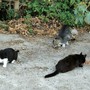 Gestione dei gatti del territorio e delle colonie feline