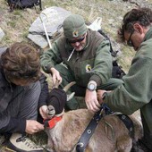 ph repertorio PNGP Cattura stambecco per marcatura