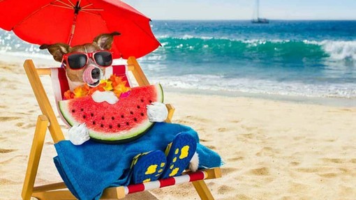Estate con gli amici animali, prevenzione e attenzione per proteggerli dal calore