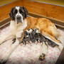 Plume du Grand St. Bernard et Tipsy du Château Robert célèbrent la vie avec onze chiots