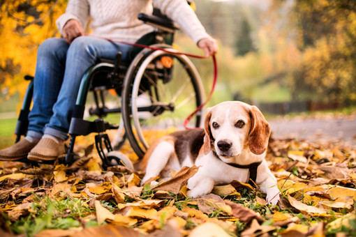 Carico fiscale eccessivo su milioni di famiglie italiane con animali d’affezione