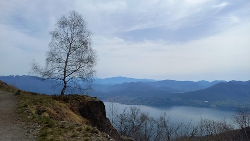 L'Albero (ph. Mauro Carlesso)