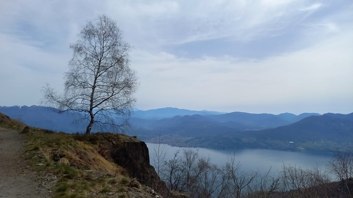 L'Albero (ph. Mauro Carlesso)