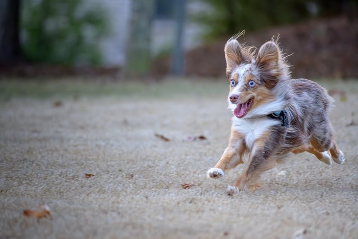 Florentero Fast: una soluzione efficace per il tuo pet durante periodi di stress e convalescenza