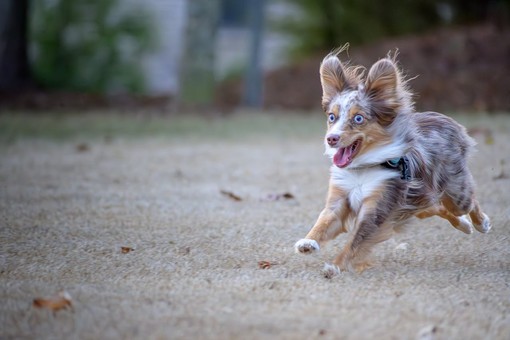Florentero Fast: una soluzione efficace per il tuo pet durante periodi di stress e convalescenza