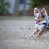 Florentero Fast: una soluzione efficace per il tuo pet durante periodi di stress e convalescenza