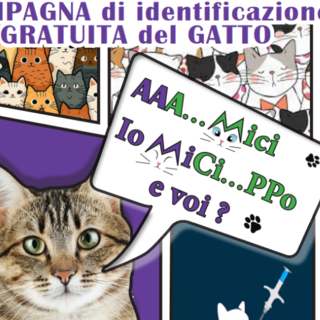 Un gatto senza nome è come un libro senza copertina