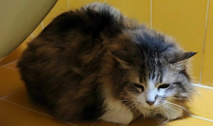 Mici in cerca di affetto Mici in cerca di affetto