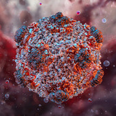 Monitoraggio costante della situazione internazionale relativa agli Hantavirus Monitoraggio costante della situazione internazionale relativa agli Hantavirus