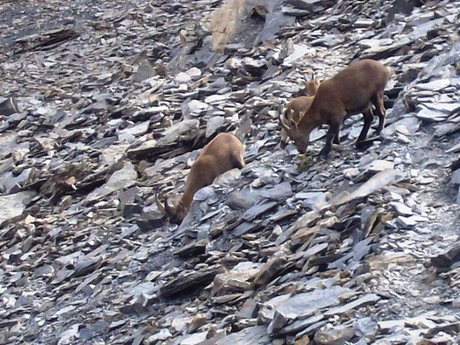 Camosci sotto la Punta Francesetti (le foto sono di Lodovico Marchisio