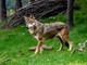 L’Ue apre al declassamento dello stato di protezione del lupo