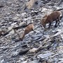 Camosci sotto la Punta Francesetti (le foto sono di Lodovico Marchisio