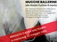 Rinviato lo spettacolo Mucche ballerine:  22 maggio, Stadio Puchoz ad Aosta
