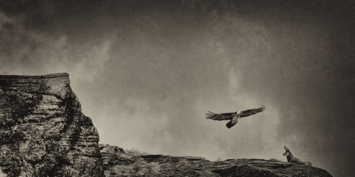 “Oltre lo scatto”: il Parco Nazionale Gran Paradiso e il Forte di Bard presentano la nuova edizione autunnale del workshop fotografico dedicato all’etica in fotografia naturalistica “Oltre lo scatto”: il Parco Nazionale Gran Paradiso e il Forte di Bard presentano la nuova edizione autunnale del workshop fotografico dedicato all’etica in fotografia naturalistica