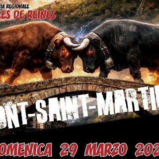 Batailles de Reines, a Pont-Saint-Martin si riaccende il cuore della Valle: 145 bovine verso il sogno della Croix-Noire