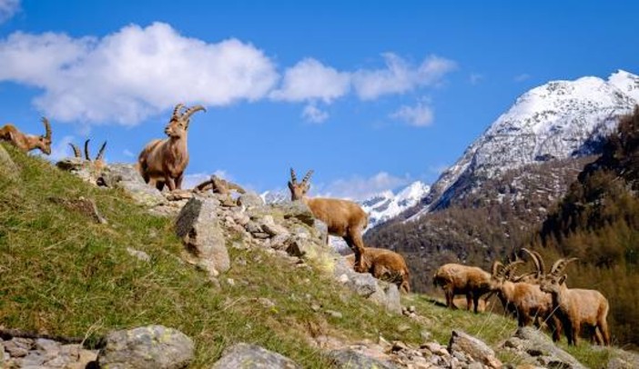 Legge di Bilancio: il Parco Nazionale Gran Paradiso può tornare ad assumere Legge di Bilancio: il Parco Nazionale Gran Paradiso può tornare ad assumere