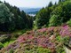 L'Oasi Zegna riparte dalle splendide fioriture spontanee e della Conca dei Rododendri FOTO L'Oasi Zegna riparte dalle splendide fioriture spontanee e della Conca dei Rododendri FOTO