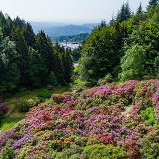L'Oasi Zegna riparte dalle splendide fioriture spontanee e della Conca dei Rododendri FOTO