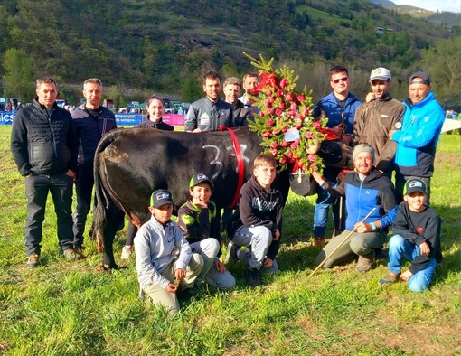 BATAILLES DE REINE: LE REGINE DI PASQUETTA SONO GUIZZA, NEGRO’ E ZARA