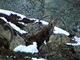 SULTANO: La storia raccontata dal Parco Nazionale del Gran Paradiso SULTANO: La storia raccontata dal Parco Nazionale del Gran Paradiso