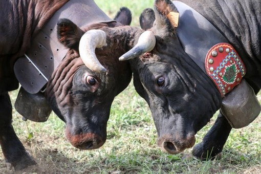 Les Reines di Cristina Vuillermin