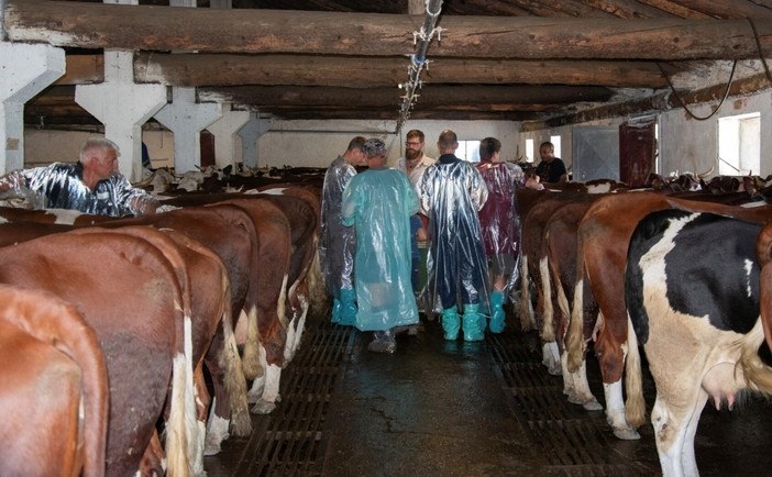 Insieme contro la dermatite nodulare: la gratitudine dei veterinari valdostani Insieme contro la dermatite nodulare: la gratitudine dei veterinari valdostani