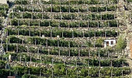 Viticoltura: aperte le iscrizioni per il 34° "Mondial des Vins Extrêmes" 2026 Viticoltura: aperte le iscrizioni per il 34° "Mondial des Vins Extrêmes" 2026
