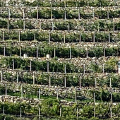 Viticoltura: aperte le iscrizioni per il 34° "Mondial des Vins Extrêmes" 2026