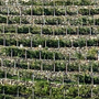 Viticoltura: aperte le iscrizioni per il 34° "Mondial des Vins Extrêmes" 2026 Viticoltura: aperte le iscrizioni per il 34° "Mondial des Vins Extrêmes" 2026